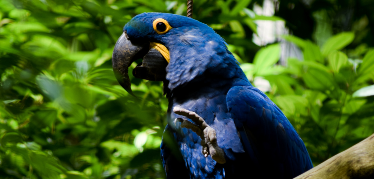 Foto: Mateus Campos Felipe. Arara azul com a pata esquerda levantada sobre um fundo de vegetação